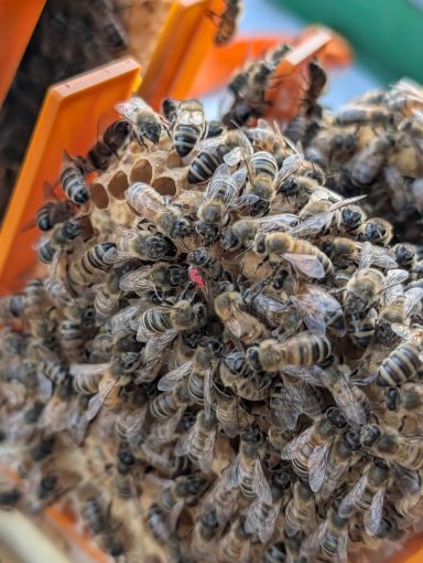 Blick in ein Begattungskästchen Bienen mit Bienenkönigin
