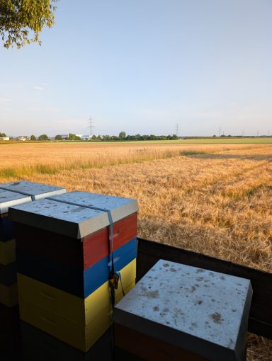 Unser Bienenstand am Feld in Mannheim-Friedrichsfeld Ausblick vom Bienenstand am Feld in Mannheim-Friedrichsfeld