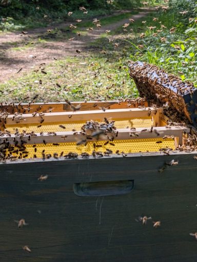 Bienenschwarm-Fang im Mannheimer Wald Bienenschwarm-Fang im Mannheimer Wald